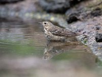 Anthus trivialis 12, Boompieper, Saxifraga-Luuk Vermeer