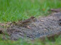 Anthus trivialis 17, Boompieper, Saxifraga-Luuk Vermeer