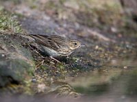 Anthus trivialis 19, Boompieper, Saxifraga-Luuk Vermeer