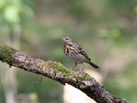 Anthus trivialis 31, Boompieper, Saxifraga-Luuk Vermeer