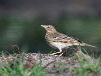 Anthus trivialis 48, Boompieper, Saxifraga-Luuk Vermeer