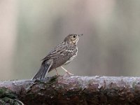 Anthus trivialis 57, Boompieper, Saxifraga-Luuk Vermeer