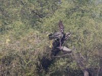 Aquila clanga, Spotted Eagle