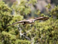 Aquila fasciata, Bonelli's eagle