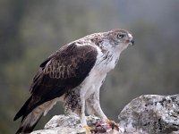 Aquila fasciata 12, Havikarend, Saxifraga-Bart Vastenhouw