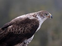 Aquila fasciata 13, Havikarend, Saxifraga-Bart Vastenhouw