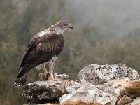 Aquila fasciata 15, Havikarend, Saxifraga-Bart Vastenhouw