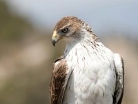 Aquila fasciata 18, Havikarend, Saxifraga-Bart Vastenhouw