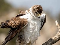 Aquila fasciata 20, Havikarend, Saxifraga-Bart Vastenhouw