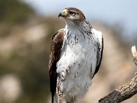 Aquila fasciata 25, Havikarend, Saxifraga-Bart Vastenhouw