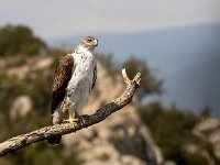 Aquila fasciata 29, Havikarend, Saxifraga-Bart Vastenhouw
