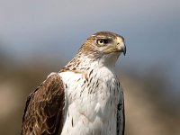 Aquila fasciata 30, Havikarend, Saxifraga-Bart Vastenhouw