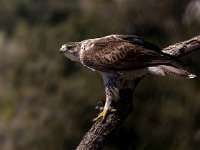 Aquila fasciata 32, Havikarend, Saxifraga-Bart Vastenhouw