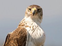 Aquila fasciata 40, Havikarend, Saxifraga-Bart Vastenhouw