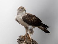 Aquila fasciata 41, Havikarend, Saxifraga-Bart Vastenhouw