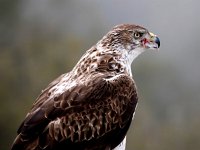 Aquila fasciata 42, Havikarend, Saxifraga-Bart Vastenhouw