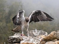 Aquila fasciata 8, Havikarend, Saxifraga-Bart Vastenhouw