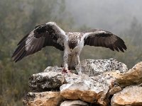 Aquila fasciata 9, Havikarend, Saxifraga-Bart Vastenhouw