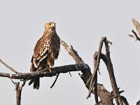 Aquila heliaca 10, Oostelijke keizerarend, Saxifraga-Tom Heijnen