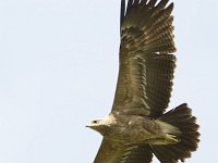 Aquila heliaca 7, Oostelijke keizerarend, Saxifraga-Tom Heijnen