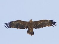 Aquila nipalensis 17, Steppearend, Saxifraga-Mark Zekhuis