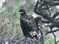 Aquila pomarina, Lesser Spotted Eagle