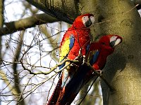 Ara macao, Scarlet Macaw