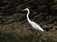 Ardea alba, Great White Egret