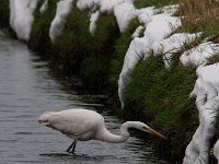 Ardea alba 103, Grote zilverreiger, Saxifraga-Luuk Vermeer