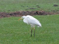 Ardea alba 109, Grote zilverreiger, Saxifraga-Luuk Vermeer