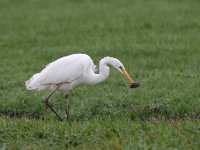 Ardea alba 117, Grote zilverreiger, Saxifraga-Luuk Vermeer