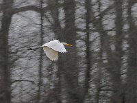 Ardea alba 132, Grote zilverreiger, Saxifraga-Hans Dekker