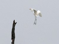 Ardea alba 133, Grote zilverreiger, Saxifraga-Hans Dekker