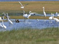 Ardea alba 142, Grote zilverreiger, Saxifraga-Tom Heijnen