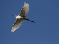 Ardea alba 54, Grote zilverreiger, Saxifraga-Dirk Hilbers