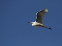 Ardea alba 55, Grote zilverreiger, Saxifraga-Dirk Hilbers