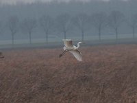 Ardea alba 78, Grote zilverreiger, Saxifraga-Luuk Vermeer