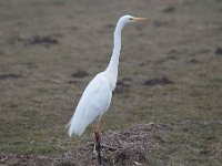 Ardea alba 91, Grote zilverreiger, Saxifraga-Luuk Vermeer