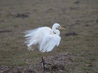 Ardea alba 94, Grote zilverreiger, Saxifraga-Luuk Vermeer