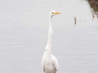 Ardea alba 98, Grote zilverreiger, Saxifraga-Luuk Vermeer