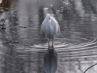 Ardea alba 99, Grote zilverreiger, Saxifraga-Luuk Vermeer