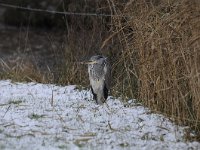 Ardea cinerea 115, Blauwe reiger, Saxifraga-Luuk Vermeer