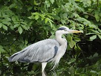 Ardea cinerea 124, Blauwe reiger, Saxifraga-Luuk Vermeer