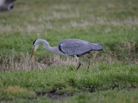 Ardea cinerea 126, Blauwe reiger, Saxifraga-Luuk Vermeer