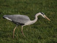 Ardea cinerea 127, Blauwe reiger, Saxifraga-Luuk Vermeer