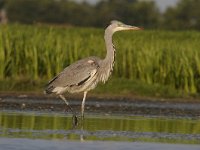 Ardea cinerea 128, Blauwe reiger, Saxifraga-Luuk Vermeer