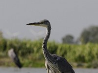 Ardea cinerea 130, Blauwe reiger, Saxifraga-Luuk Vermeer