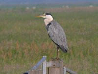 Ardea cinerea 135, Blauwe reiger, Saxifraga-Luuk Vermeer