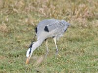 Ardea cinerea 151, Blauwe reiger, Saxifraga-Luuk Vermeer