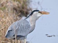 Ardea cinerea 154, Blauwe reiger, Saxifraga-Luuk Vermeer